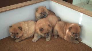 Chow Chow Puppies Liza 1310 [upl. by Suzy]