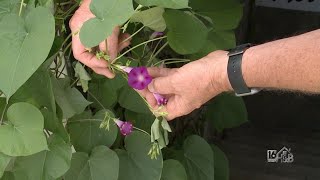 Weed of The Week Morning Glory Bindweed and Hedge Bindweed [upl. by Leveridge385]