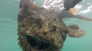 THE DIVE OF A LIFETIME Massive MONKFISH Catch and Cook [upl. by Trisha]