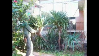 aprende a cuidar tu jardin como podar una yuca elephantipes [upl. by Cummins]