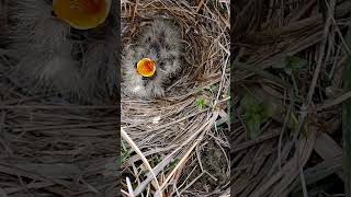 Melodic Moments Skylark Bird Babies Sweet Serenades [upl. by Novj]