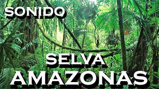 SONIDOde selva AMAZONAS [upl. by Eirrok]