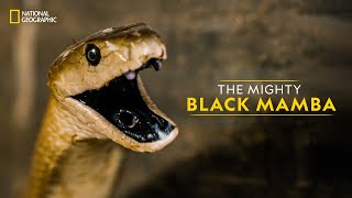 The Mighty Black Mamba  Legends of Venom  हिन्दी  National Geographic [upl. by Enytsirhc188]