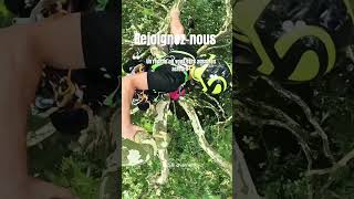 Rejoigneznous  élagage climbing arboriste petzl rope treework protos hévéa élagueur [upl. by Euqinamod]