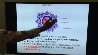 General Embryology  Part II  First and second week of development by Dr Vijaya [upl. by Terrell]