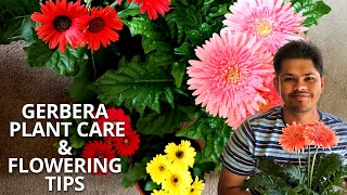 Gerbera Plant Care and Flowering Tips  Tips to Avoid Fungal Attack [upl. by Aik]