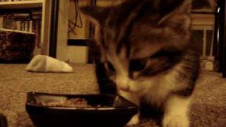 Cute Kitten says quotYUM YUM YUMquot while eating original [upl. by Ivad754]