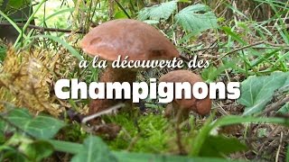 Les champignons comestibles [upl. by Eniarda]