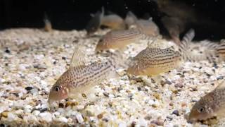 Corydoras haraldschultzi wild bij Aquarium Speciaalzaak Utaka [upl. by Seessel]