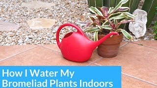 How I Water Bromeliads Growing Indoors  Joy Us Garden [upl. by Apul]