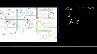 Biochemistry  Catecholamine Catabolism via MAO amp COMT [upl. by Llenart644]