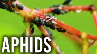 How to Get Rid of Aphids Without Harming Your Growroom [upl. by Ahsimed628]