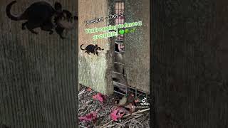 Sweet possum finds new life in the woods cute possums relocate animals shorts savetheworld [upl. by Yrac352]