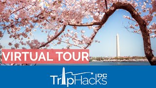 Washington DC Cherry Blossom 2021 Virtual Tour 🌸 4K Narrated [upl. by Seiuqram225]