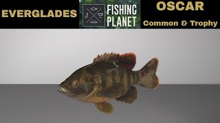 Fishing planet Everglades OSCAR common amp Trophy [upl. by Heyde]