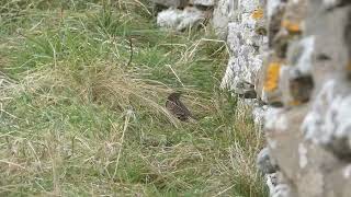 Lanceolated Warbler  North Ronaldsay [upl. by Alegnaed]