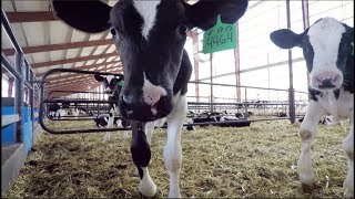 TLK Dairy’s new stateoftheart commodity barn and indoor calf nursery [upl. by Leonerd]