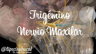 Trigémino Parte 3  Nervio Maxilar V2  tipscirubucal Anatomía 3D [upl. by Bagley]