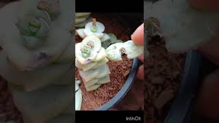 update on my succulent propagation succulent propagation growingplants youtube shorts viral [upl. by Erialb]