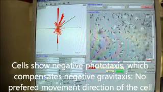 Euglena gracilis Gravitaxis and phototaxis photophobic responses [upl. by Baecher]