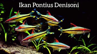 Ikan Puntius Denisonii Cocok buat Aquascape [upl. by Betty]