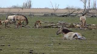 Geboorte veulen in Oostvaardersplassen [upl. by Sailesh65]