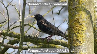 2024 01 25 Badderende spreeuwen [upl. by Archibald]