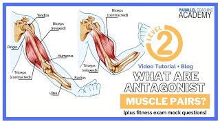 What Are Antagonist Muscle Pairs [upl. by Hareenum]