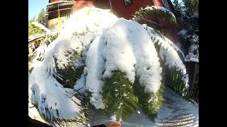 Tasmanian Tree fern on a cold Winter day [upl. by Reniar398]