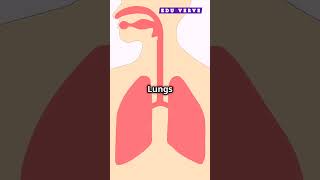 Excretion ka Quick Overview  Excretion in Humans  Quick Overview  Edu Verve [upl. by Essile318]