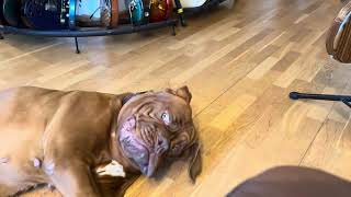 Dogue de Bordeaux  It is nice to stretch properly out after a good nap😂😂😂 [upl. by Nanci250]