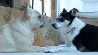 Rat Terrier vs French Bulldog [upl. by Mourant896]