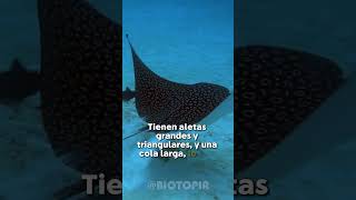 ¡Las Mantarrayas que VUELAN 😱 Descubre este Fenómeno Natural mantarraya viralshort naturaleza [upl. by Yvan917]