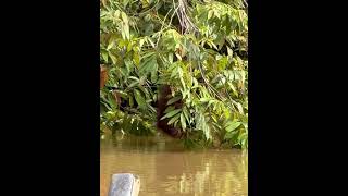 Orangutan drinking Kinabatangan river Borneo [upl. by Oine733]