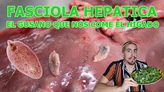 Fasciola hepatica El gusano que nos come el hígado  FEFEFOOD [upl. by Mazur]