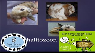 Common Rabbit Diseases amp Illnesses  E Cuniculi [upl. by Suivatnad]