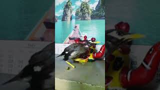 তিতিনের দুষ্টুমি shorts video funny video animal video [upl. by Gladstone]