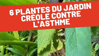 Les plantes médicinales du jardin créole pour soulager lasthme [upl. by Hemminger]