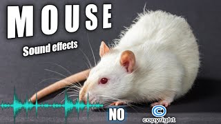 Cats mouse sounds mice noises and mouse sound effect without copyright [upl. by Liris]