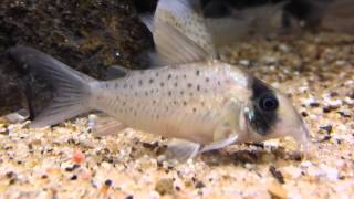 Corydoras sychri wild bij Aquarium Speciaalzaak Utaka [upl. by Nuahsal319]