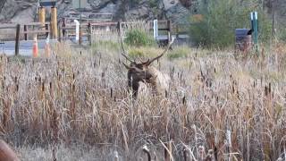 Bull elk mating cow [upl. by Eikkin421]