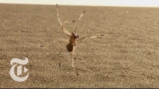 Tumbling Spider Newly Discovered Species Flips Out of Danger  ScienceTake  The New York Times [upl. by Ydnes210]