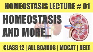 INTRODUCTION TO HOMEOSTASIS  CHAP HOMEOSTASIS  CLASS 12  MDCAT SERIES [upl. by Eugenides]