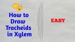 Diagram of Tracheids in xylem  how to draw tracheids in xylem in easy way [upl. by Ardnekat554]