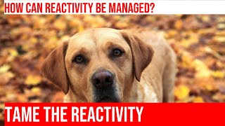 Training Your Golden Retriever to Handle Reactivity on Walks [upl. by Aretina]