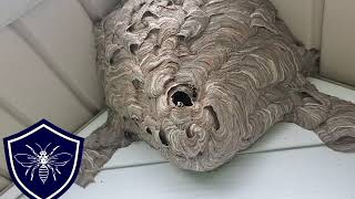 Hornet Nest Removal Downingtown PA [upl. by Jaynes]