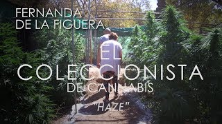 La ABUELA MARIHUANA en El Coleccionista de Cannabis 03 HAZE [upl. by Ahseal]