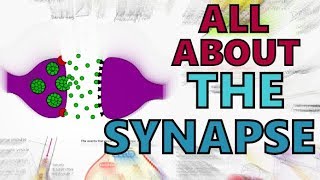 The Synapse  Function of the Synapse Explained  Synaptic Transmission  Types of Synapses [upl. by Otrebire128]