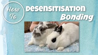 Desensitisation Bonding  The Rabbit Sanctuary Australia [upl. by Ylesara]