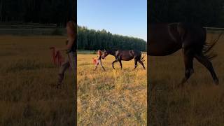 Improwizowany sposób na zmierzenie konia 🐴 horse riding koń [upl. by Tneciv283]